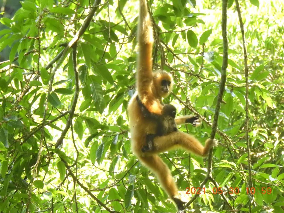 保護生物多樣性的&ldquo;中國案例&rdquo;獲多國生態(tài)專家點贊