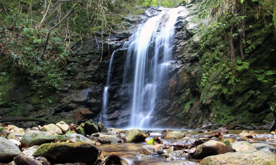 眾多珍稀野生動物現(xiàn)身廣東封開黑石頂保護(hù)區(qū)