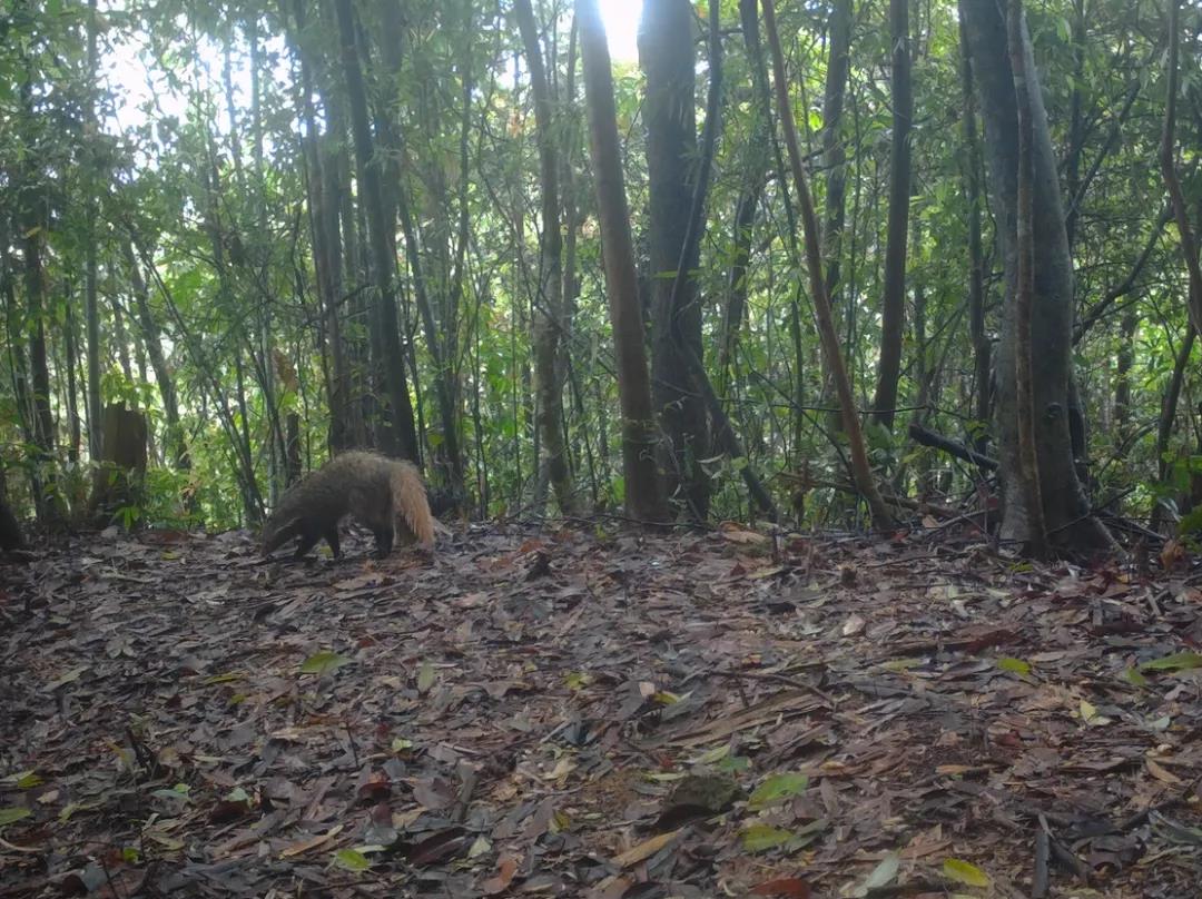 廣東樂昌楊東山十二度水保護區(qū)頻現(xiàn)&ldquo;珍稀瀕危野生動物&rdquo;