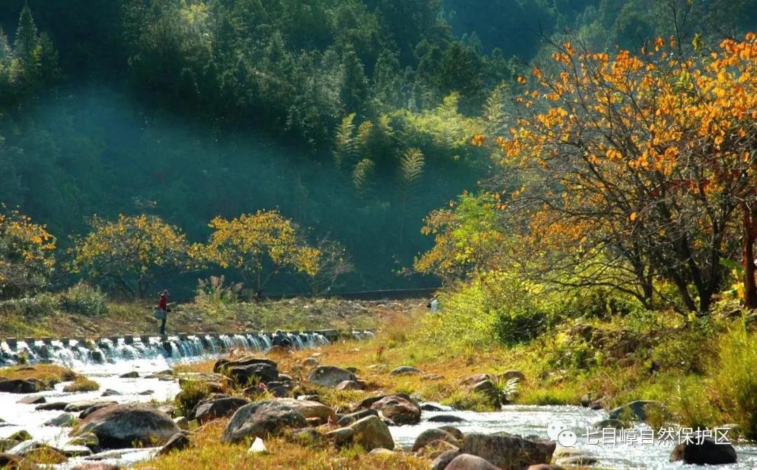 小靈貓等珍稀物種現(xiàn)身五華七目嶂保護區(qū)