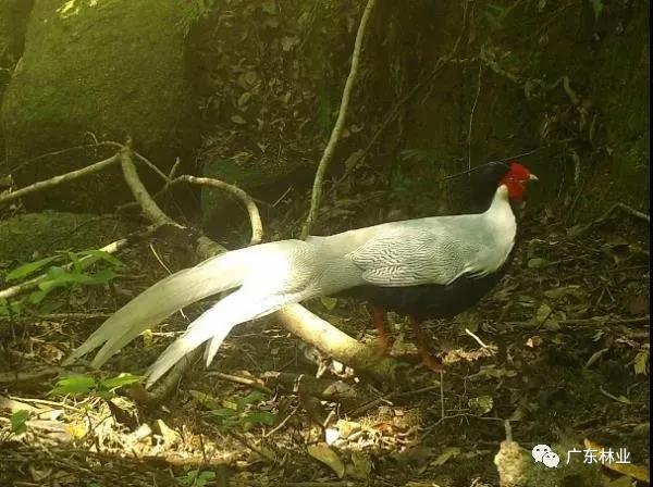 小靈貓、豹貓等&ldquo;國保&rdquo;動(dòng)物現(xiàn)身東源康禾保護(hù)區(qū)！