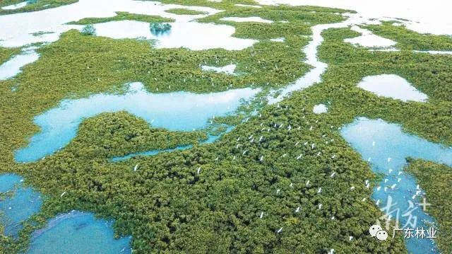 大氣磅礴！湛江紅樹林亮相央視《新聞聯(lián)播》