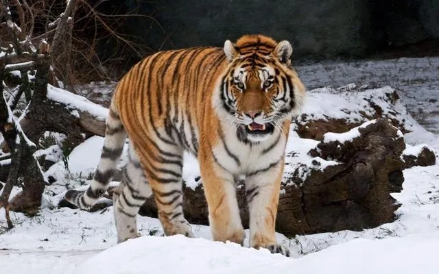 黑龍江太平溝保護區(qū)復(fù)壯東北虎獵物種群