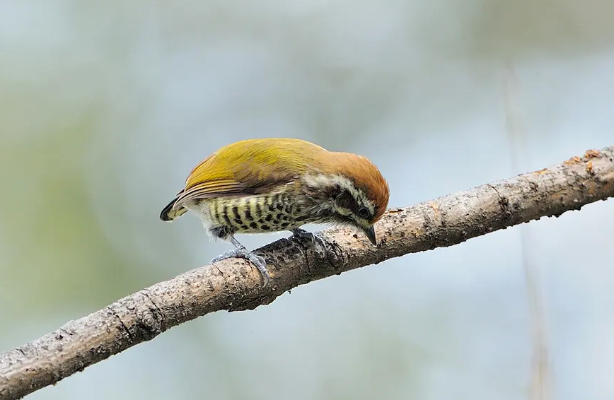 澳盾身邊的自然觀察&mdash;&mdash;斑姬啄木鳥(niǎo)