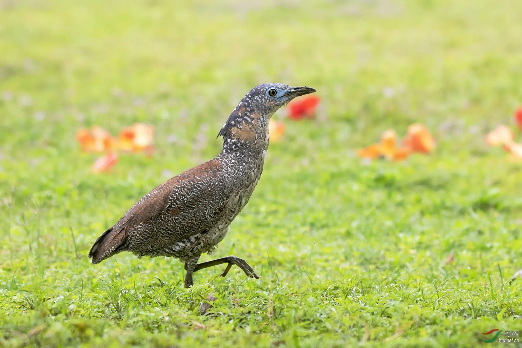 來頭不小！肇慶首次發(fā)現(xiàn)黑冠鳽！