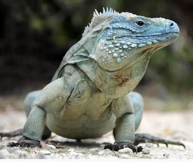 10余年后再現(xiàn)身！云浮發(fā)現(xiàn)國家二級保護動物長鬣蜥