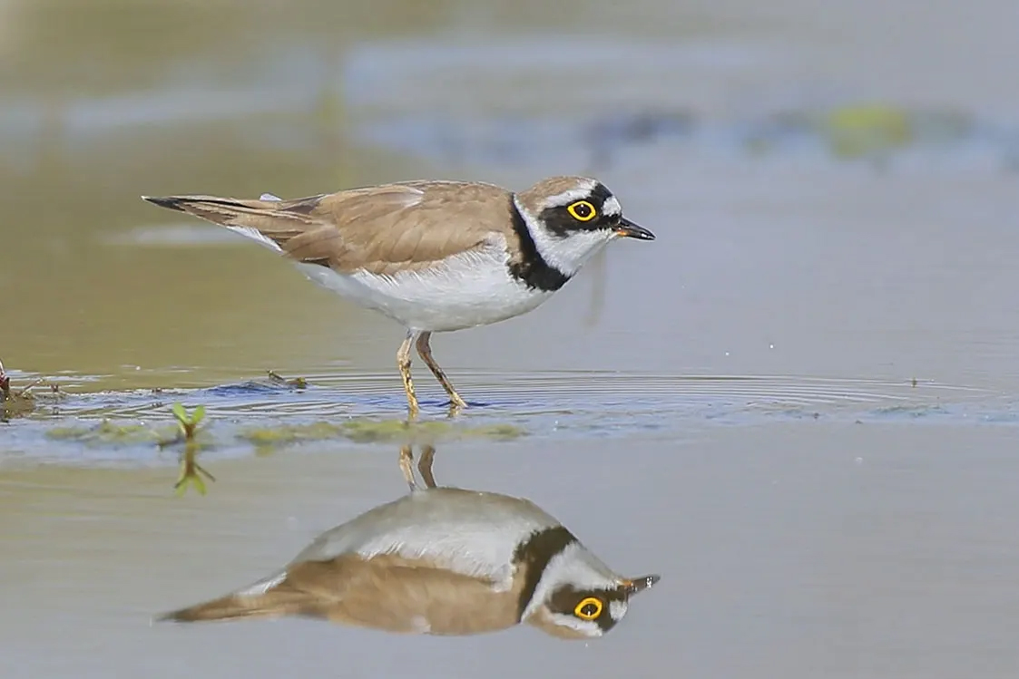澳盾身邊的自然觀察&mdash;&mdash;金眶（ku&agrave;ng）鸻（h&eacute;ng）