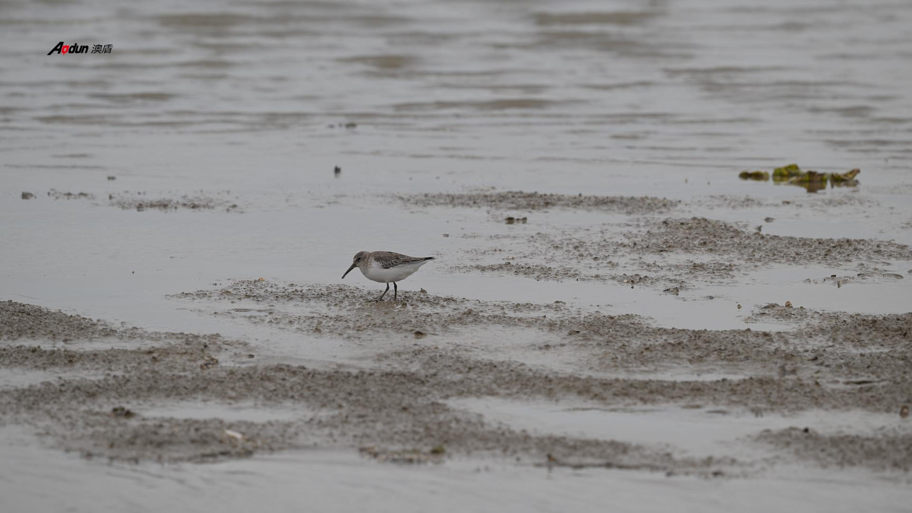 澳盾身邊的自然觀察&mdash;&mdash;黑腹濱鷸